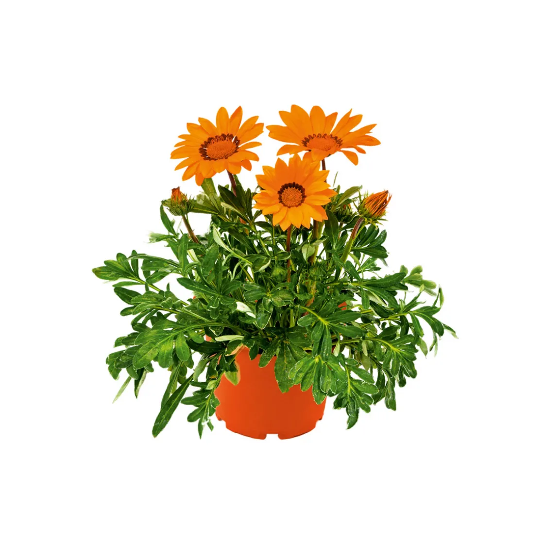 Mittagsgold Topf Durchmesser 13 cm ^ Plantiflor New