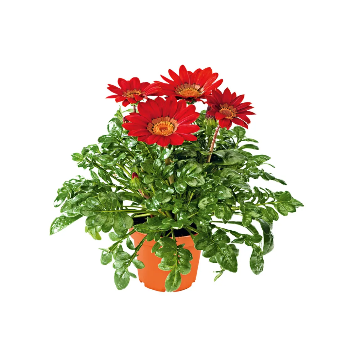Mittagsgold Topf Durchmesser 13 cm ^ Plantiflor New