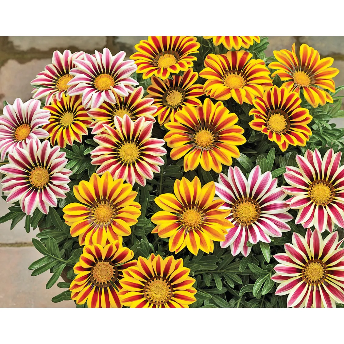 Mittagsgold Topf Durchmesser 13 cm ^ Plantiflor New