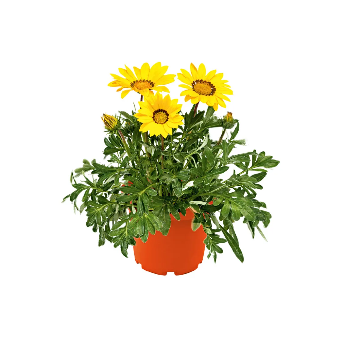 Mittagsgold Topf Durchmesser 13 cm ^ Plantiflor New