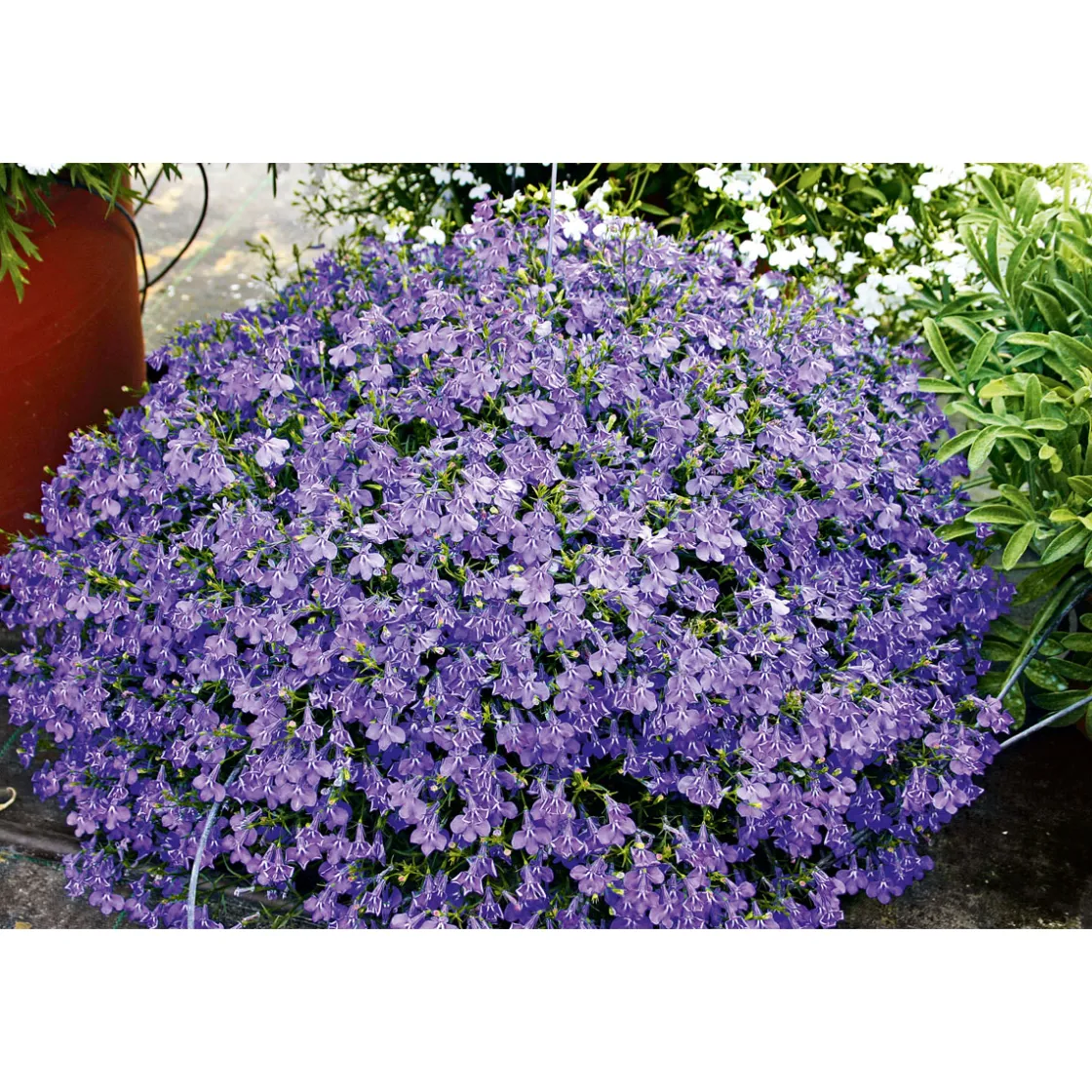 Männertreu Richardii Topf 13 cm ^ Plantiflor Outlet