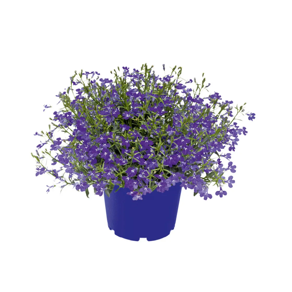 Männertreu Richardii Topf 13 cm ^ Plantiflor Outlet