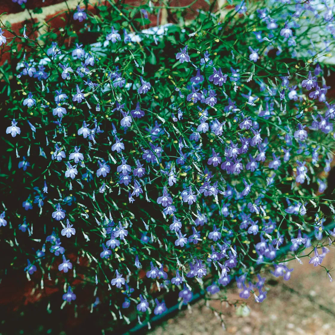 Männertreu Richardii Topf 13 cm ^ Plantiflor Outlet