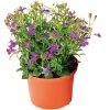 Männertreu Topf Durchmesser 10,5 cm ^ Plantiflor New