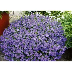 Männertreu Topf Durchmesser 10,5 cm ^ Plantiflor New