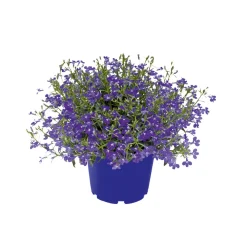 Männertreu Topf Durchmesser 10,5 cm ^ Plantiflor New
