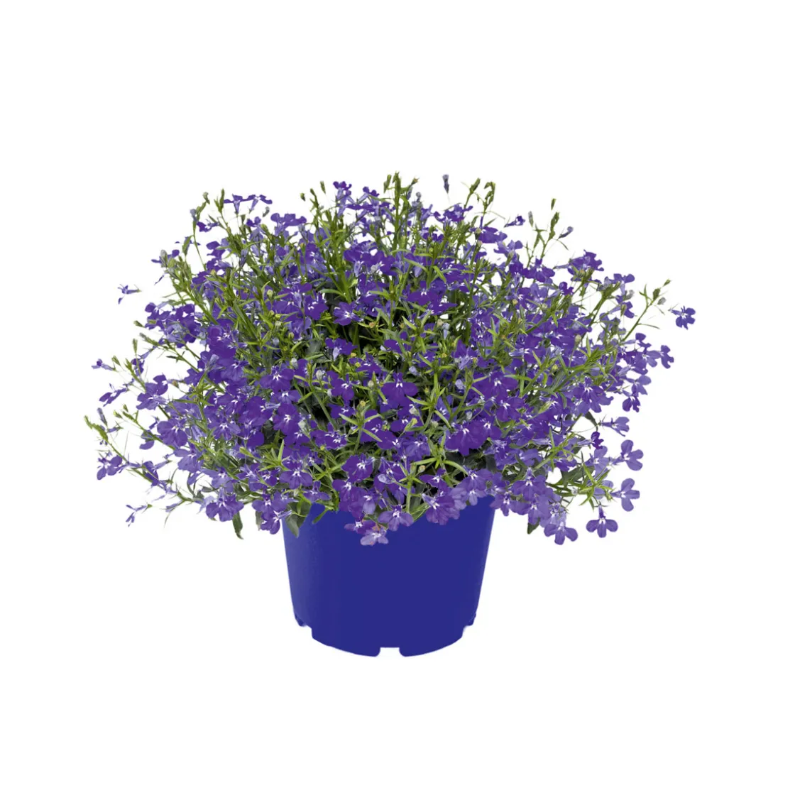 Männertreu Topf Durchmesser 10,5 cm ^ Plantiflor New