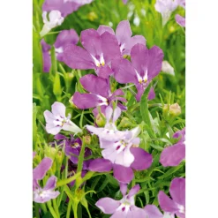 Männertreu Topf Durchmesser 10,5 cm ^ Plantiflor New