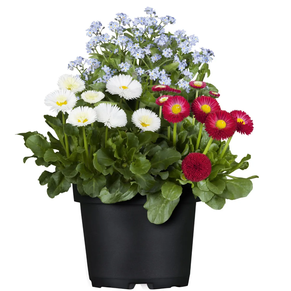 MyoBell Topf Durchmesser 14 cm ^ Plantiflor New