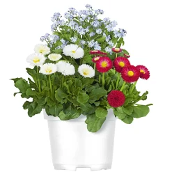MyoBell Topf Durchmesser 14 cm ^ Plantiflor New