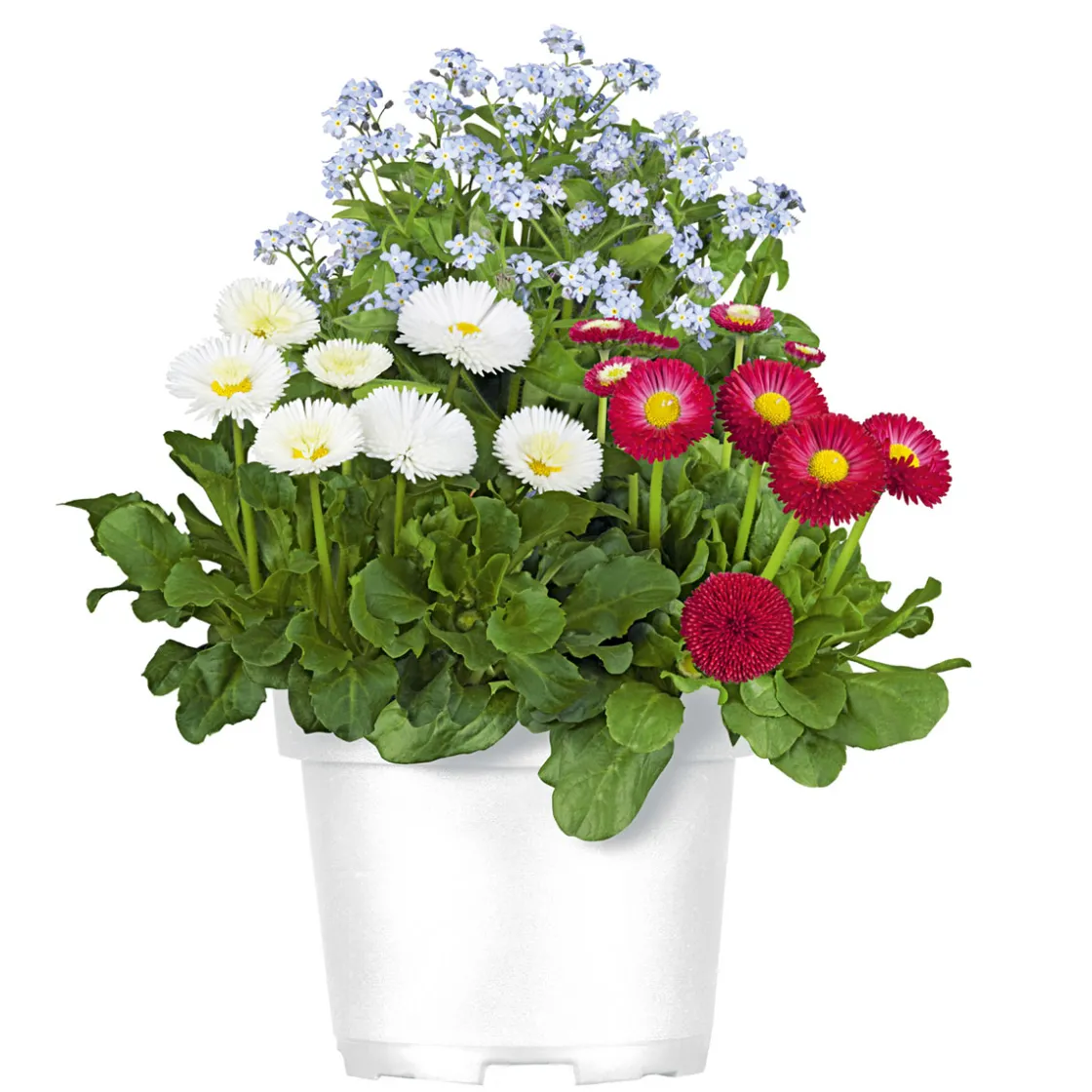MyoBell Topf Durchmesser 14 cm ^ Plantiflor New