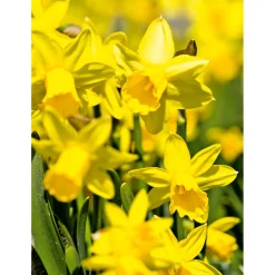 Narzissen 3 Zwiebeln im Topf Durchmesser 9 cm ^ Plantiflor Hot