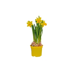 Narzisse Tete a Tete Topf Durchmesser 10,5 cm ^ Plantiflor Sale