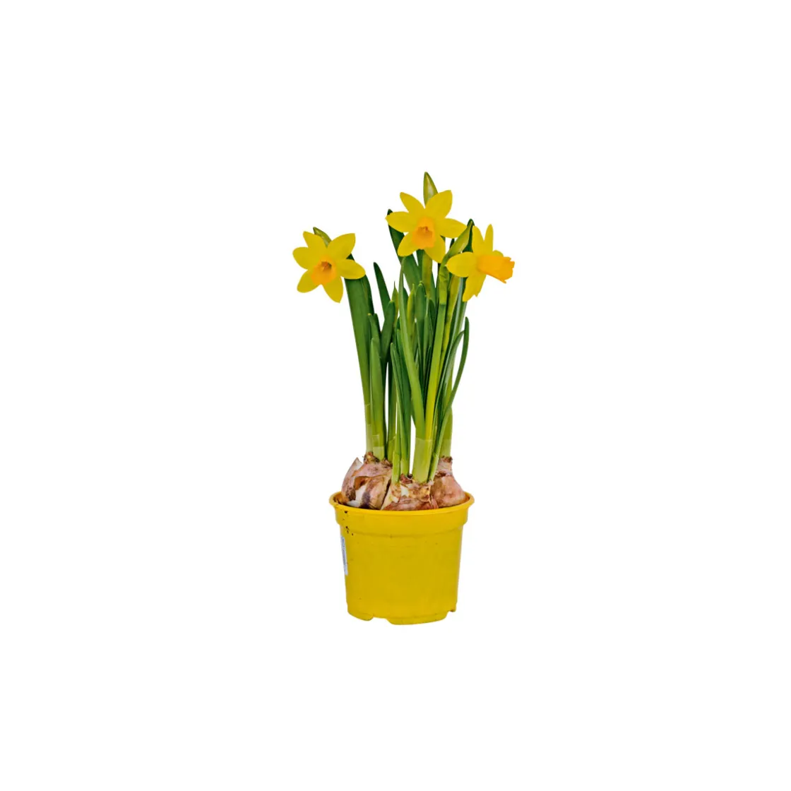 Narzisse Tete a Tete Topf Durchmesser 10,5 cm ^ Plantiflor Sale