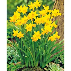 Narzisse Tete a Tete Topf Durchmesser 10,5 cm ^ Plantiflor Sale