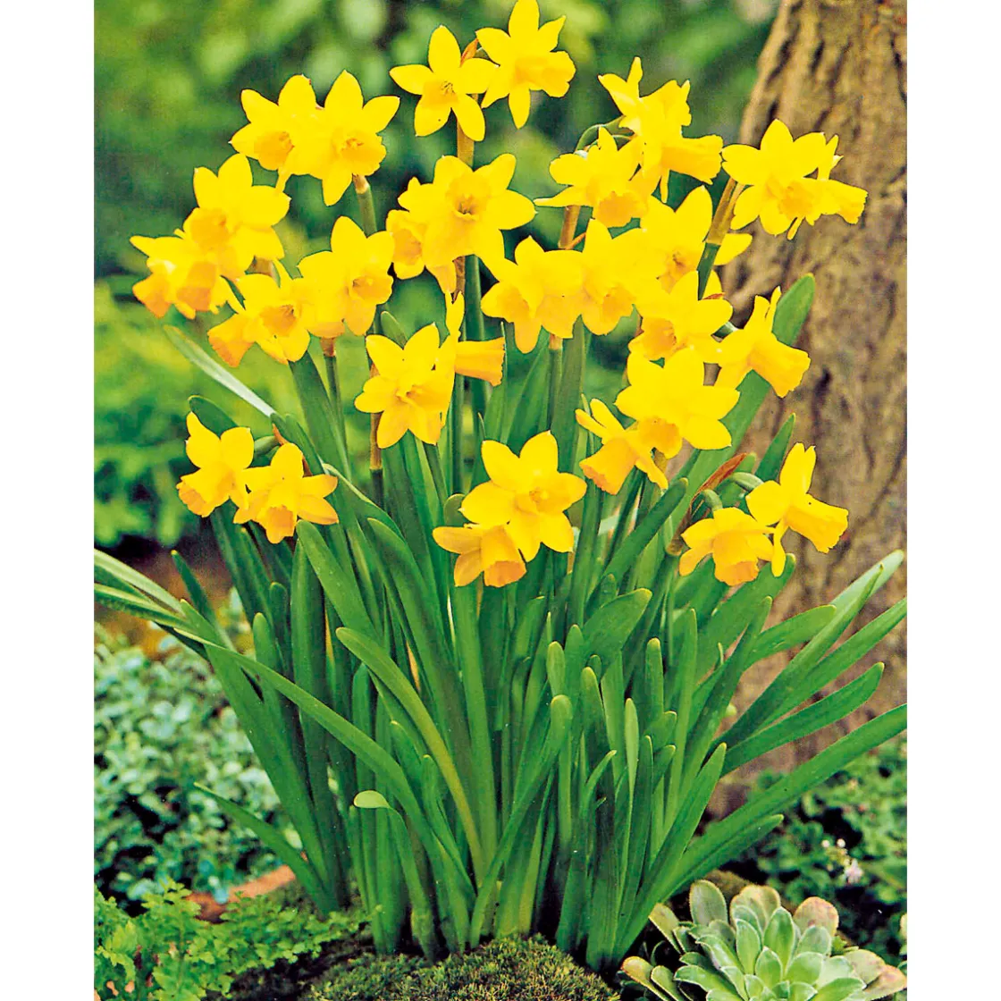 Narzisse Tete a Tete Topf Durchmesser 10,5 cm ^ Plantiflor Sale