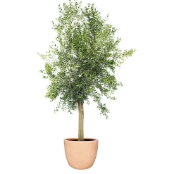 Oliven-Stamm im Topf Durchmesser 15 cm ^ Plantiflor Best