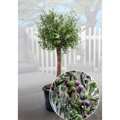 Oliven-Stamm im Topf Durchmesser 15 cm ^ Plantiflor Best
