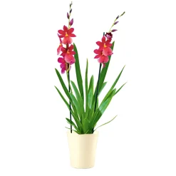 Orchideen-Mix Topf Durchmesser 9 cm ^ Plantiflor