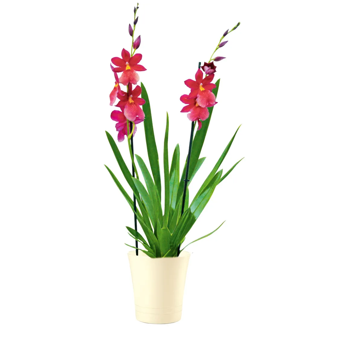 Orchideen-Mix Topf Durchmesser 9 cm ^ Plantiflor