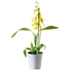 Orchideen-Mix Topf Durchmesser 9 cm ^ Plantiflor