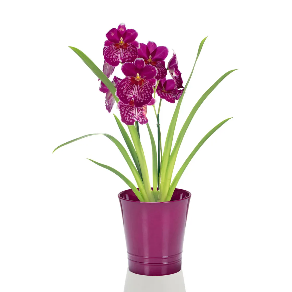 Orchideen-Mix Topf Durchmesser 9 cm ^ Plantiflor