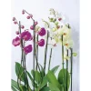 Orchideen-Mix 2-Trieber ^ Plantiflor New