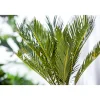 Palmfarn Topf Durchmesser 12 cm ^ Plantiflor Online