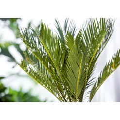 Palmfarn Topf Durchmesser 12 cm ^ Plantiflor Online