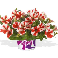 Petunia Topf Durchmesser 12 cm ^ Plantiflor Hot