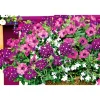 Petunie großblumig ton in ton T13 ^ Plantiflor