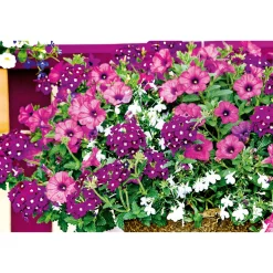 Petunie großblumig ton in ton T13 ^ Plantiflor