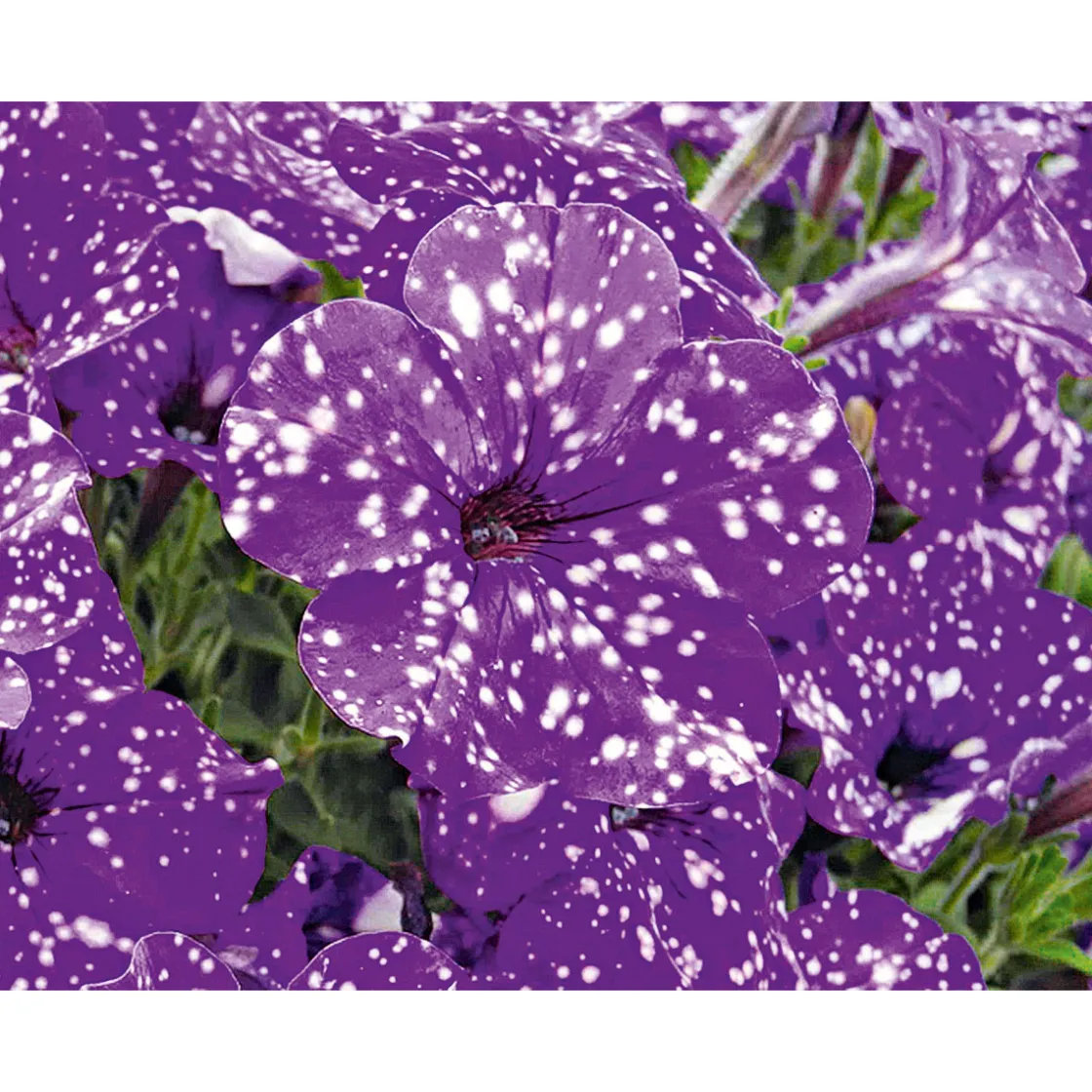 Petunie Night Sky Topf Durchmesser 12 cm ^ Plantiflor Clearance