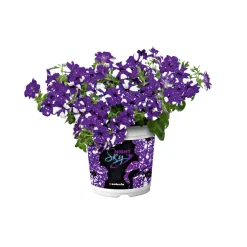 Petunie Night Sky Topf Durchmesser 12 cm ^ Plantiflor Clearance