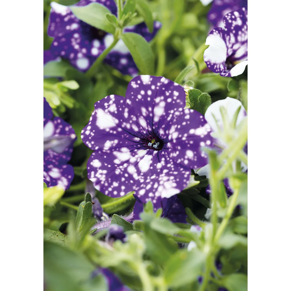 Petunie Night Sky Topf Durchmesser 12 cm ^ Plantiflor Clearance
