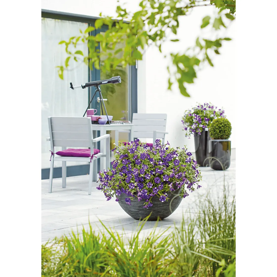 Petunie Night Sky Topf Durchmesser 12 cm ^ Plantiflor Clearance