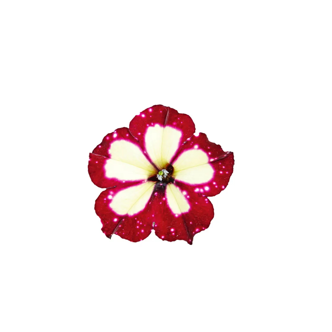 Petunie Sky Family Topf Durchmesser 12 cm ^ Plantiflor Best