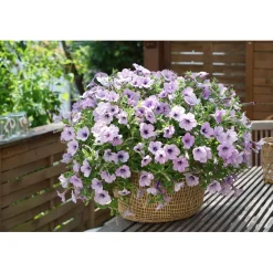 Petunie Sky Family Topf Durchmesser 12 cm ^ Plantiflor Best