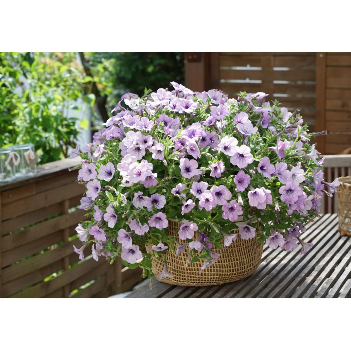 Petunie Sky Family Topf Durchmesser 12 cm ^ Plantiflor Best