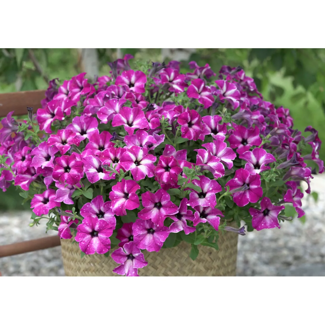 Petunie Sky Family Topf Durchmesser 12 cm ^ Plantiflor Best