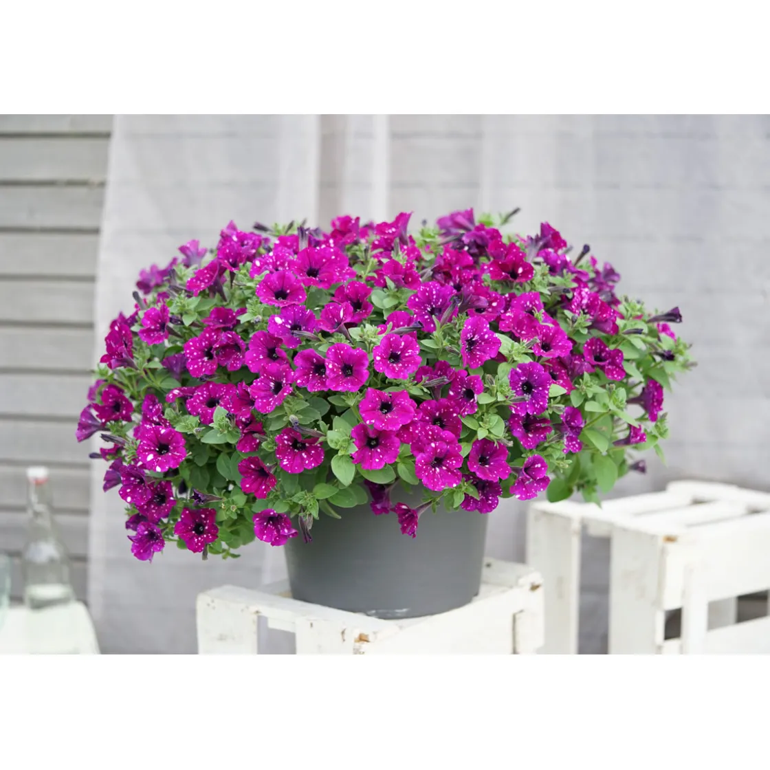 Petunie Sky Family Topf Durchmesser 12 cm ^ Plantiflor Best