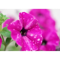 Petunie Sky Family Topf Durchmesser 12 cm ^ Plantiflor Best