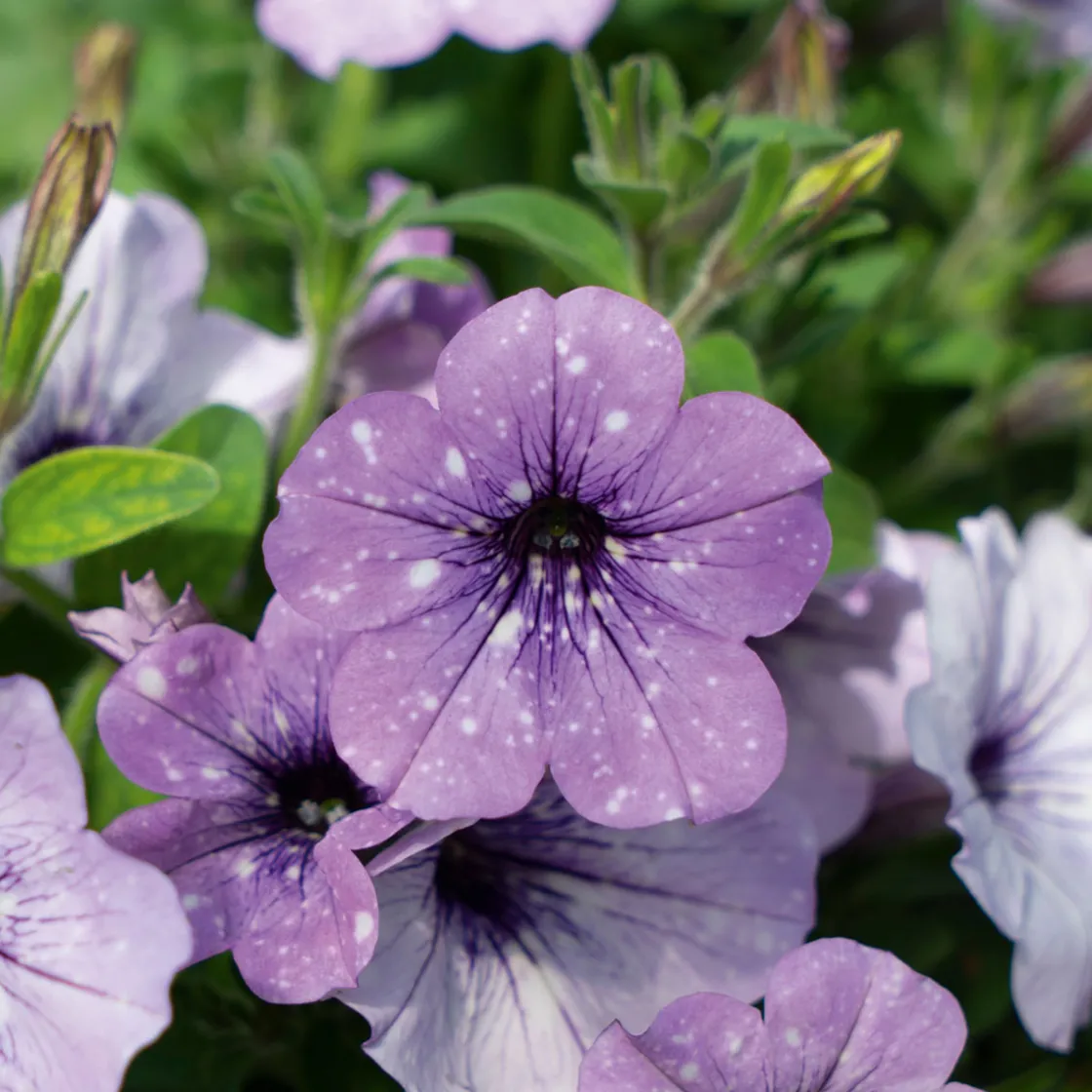 Petunie Sky Family Topf Durchmesser 12 cm ^ Plantiflor Best