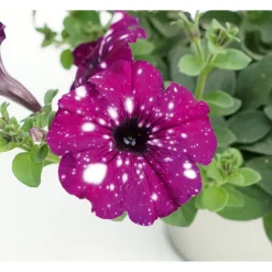 Petunie Sky Family Topf Durchmesser 12 cm ^ Plantiflor Best