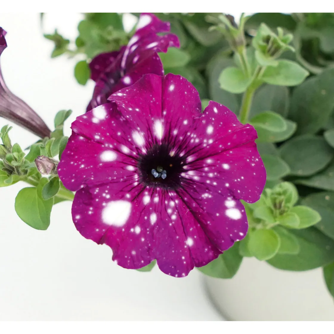 Petunie Sky Family Topf Durchmesser 12 cm ^ Plantiflor Best