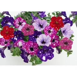 Petunie Sky Family Topf Durchmesser 12 cm ^ Plantiflor Best