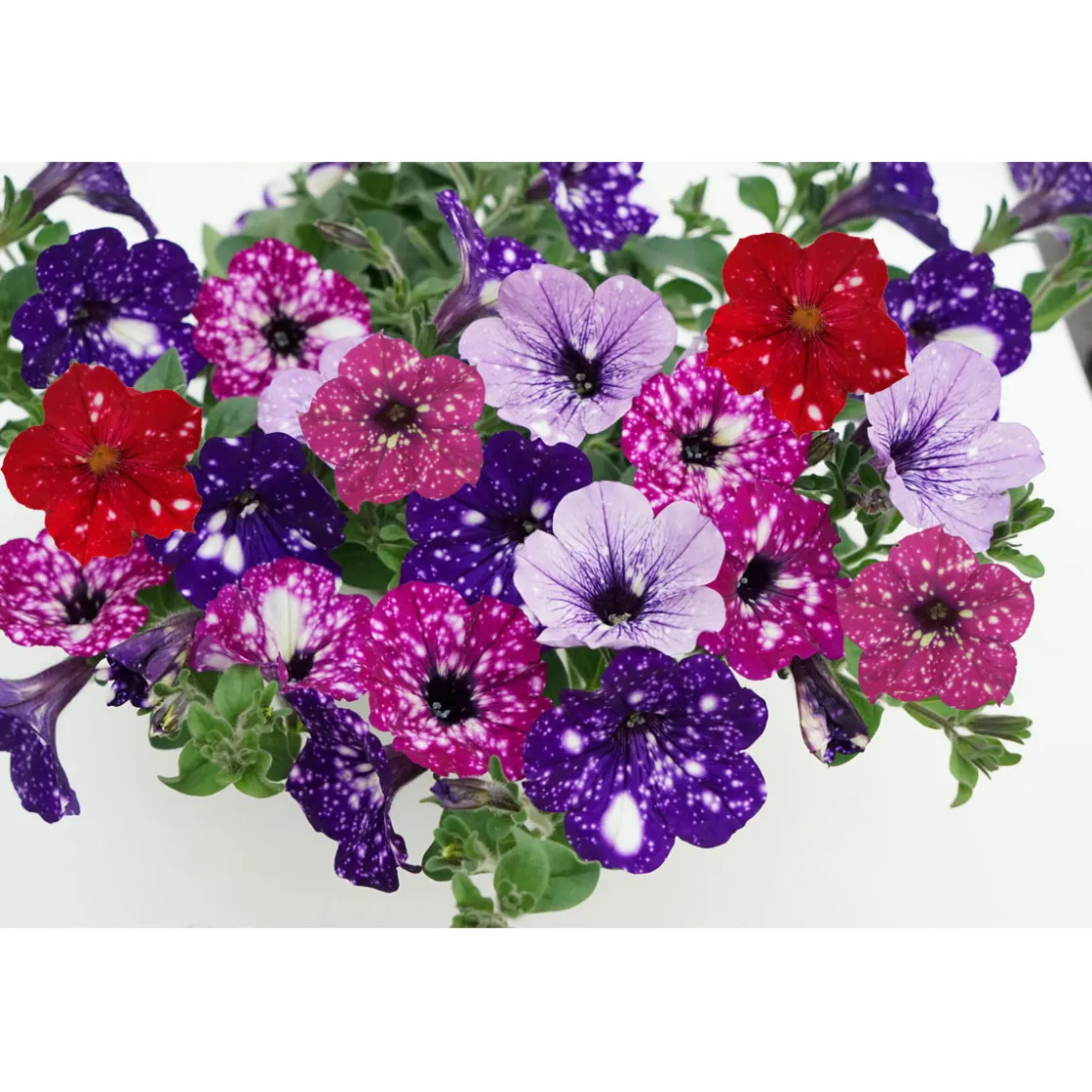 Petunie Sky Family Topf Durchmesser 12 cm ^ Plantiflor Best