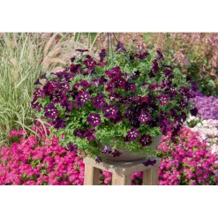 Petunie Sky Family Topf Durchmesser 12 cm ^ Plantiflor Best