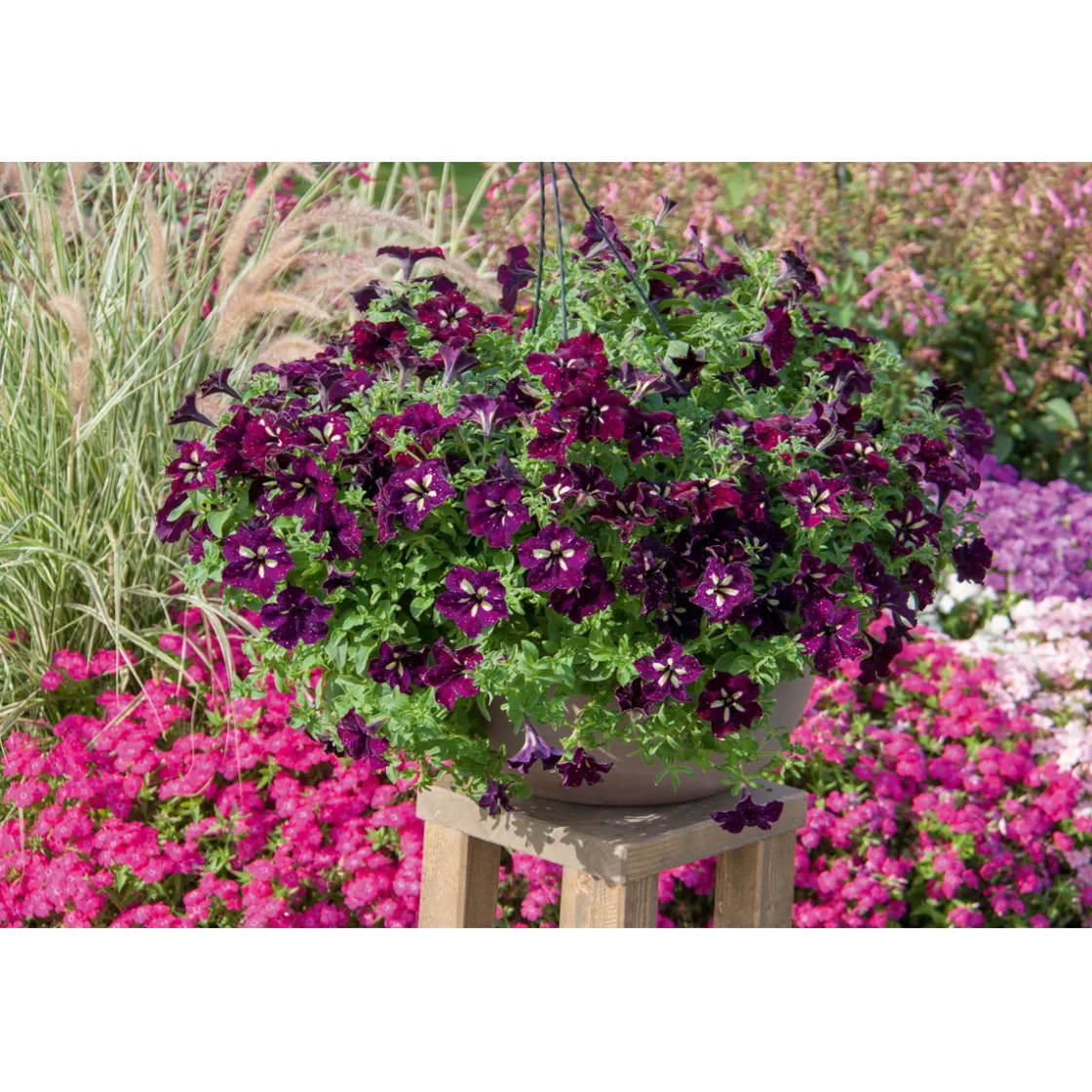Petunie Sky Family Topf Durchmesser 12 cm ^ Plantiflor Best