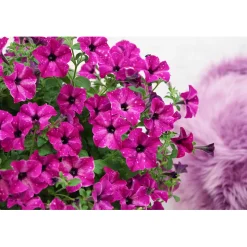 Petunie Sky Family Topf Durchmesser 12 cm ^ Plantiflor Best